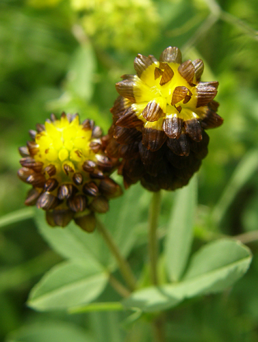 ďatelina gaštanová Trifolium spadiceum L.