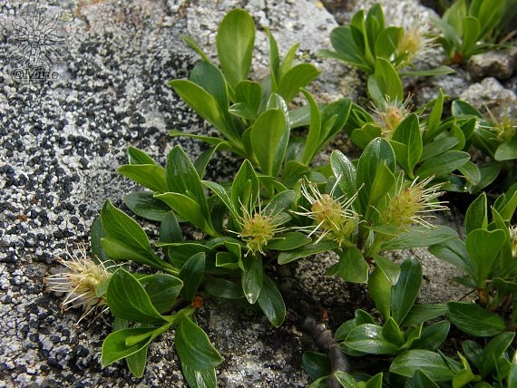 vŕba tupolistá Salix retusa L.