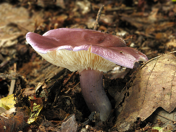 čírovnica fialová Rugosomyces ionides (Bull.) Bon