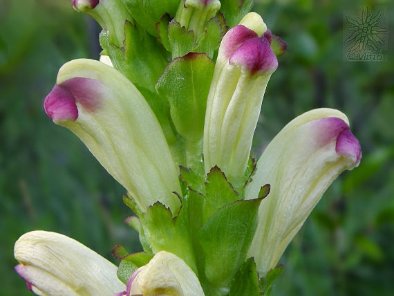 všivec žezlovitý Pedicularis sceptrum-carolinum L.