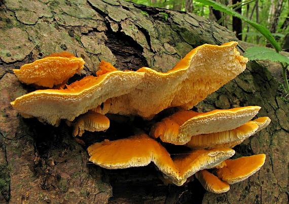 oranžovec vláknitý Pycnoporellus fulgens (Fr.) Donk