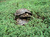 eastern Box Turtle - korytnacky