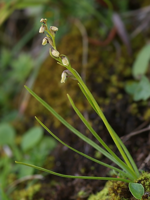 vstaváčik alpínsky Chamorchis alpina (L.) Rich.
