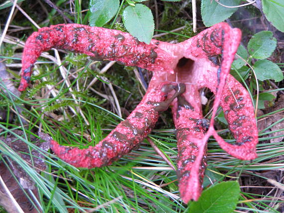mrežovka kvetovitá Clathrus archeri  (Berk.) Dring