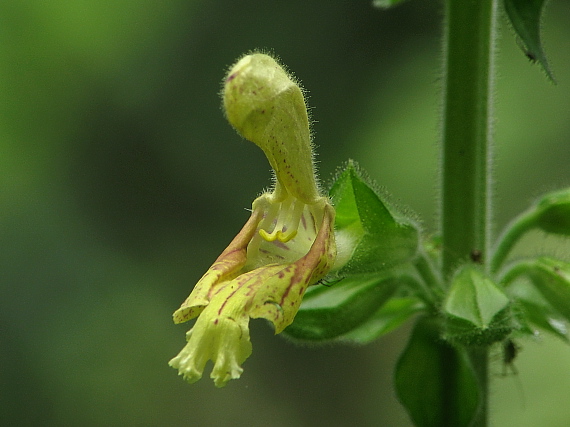 šalvia lepkavá Salvia glutinosa L.