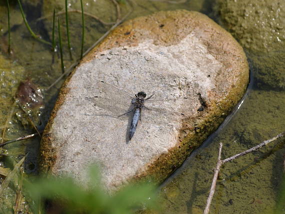 vážka rybničná Orthetrum cantellatum