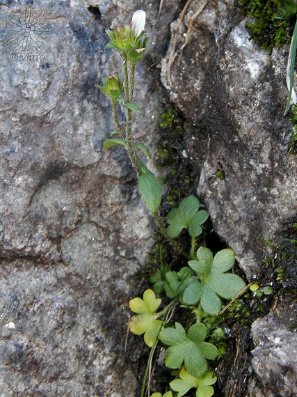 lomikameň karpatský Saxifraga carpatica Rchb.