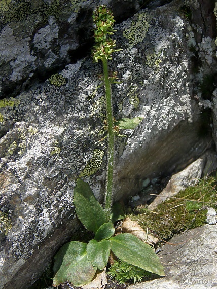 lomikameň jastrabníkolistý Saxifraga hieraciifolia Waldst. et Kit. ex Willd.
