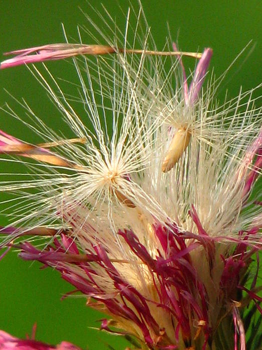 bodliak kučeravý - bodlák kadeřavý Carduus crispus L.