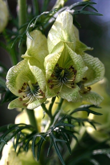 prilbica jedhojová Aconitum anthora L.