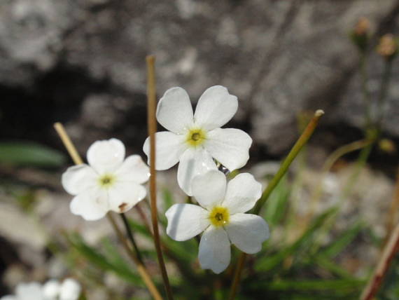 pochybok biely Androsace lactea L.
