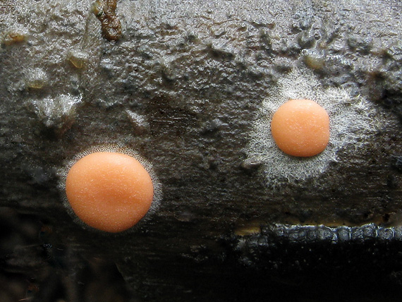 sLIZOVKA Dictydiaethalium plumbeum (Schumach.) Rostaf. ex Lister