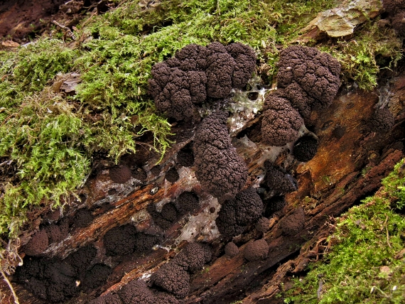 slizovka - Ponořenka Symphytocarpus amaurochaetoides Nann.-Bremek.