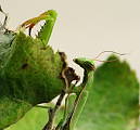 modlivka zelená (Mantis religiosa)