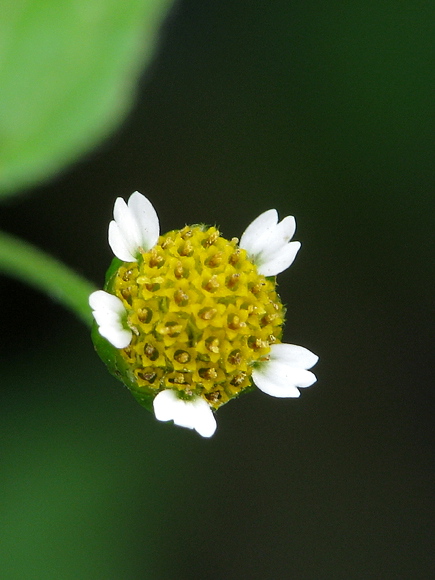 žltnica maloúborová Galinsoga parviflora Cav.