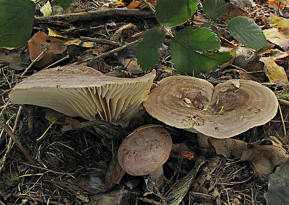 rýdzik hnedastoružový Lactarius flexuosus var. roseozonatus H. Post