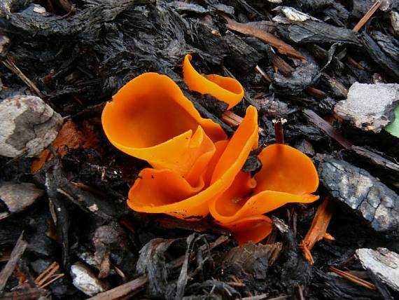 mísenka oranžová - Tanierovka oranžová Aleuria aurantia  (Pers.) Fuckel
