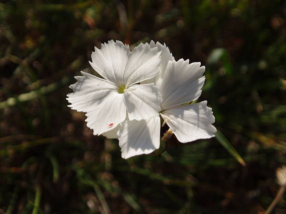 klinček  Dianthus sp.