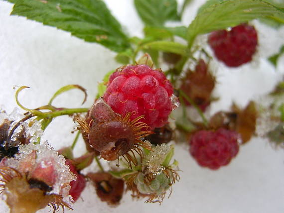 ostružina malinová Rubus idaeus L.