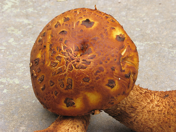 šupinovka zlatozávojová Pholiota aurivella (Batsch) P. Kumm.