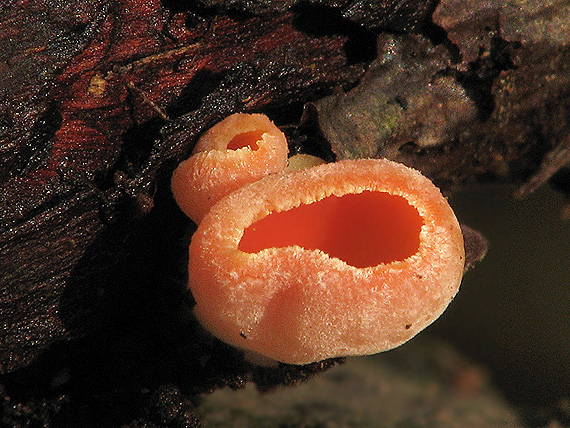 ohnivec Sarcoscypha sp.