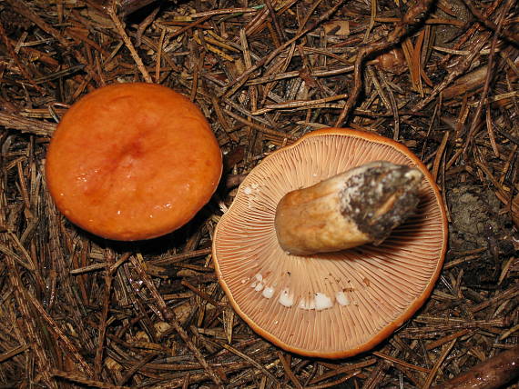rýdzik hnedočervený Lactarius badiosanguineus Kühner & Romagn.
