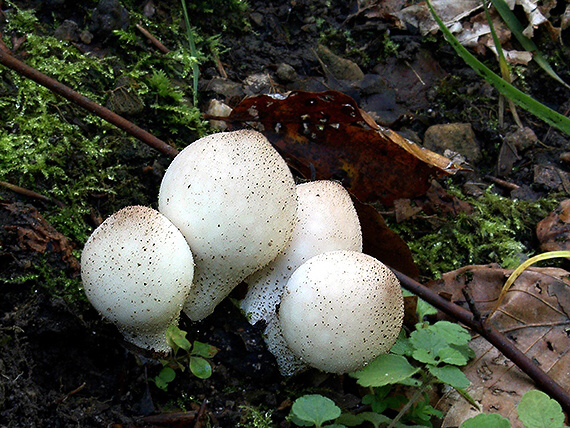 prášnica hruškovitá zahrotená Lycoperdon pyriforme var. acuminatum (Bosc) F. Šmarda