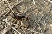kobylka hnedkastá - kobylka křovištní