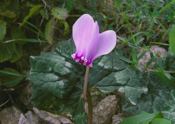 cyklámen neapolský Cyclamen hederifolium L.