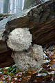 koralovec bukový-korálovec bukový