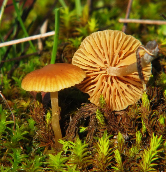 kapucňovka hladká Galerina graminea (Velen.) Kühner