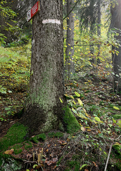 biotop zamatky jedľovej Picea abies, Xerula melanotricha