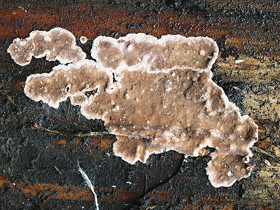 pevnica smreková Amylostereum chailletii (Pers.) Boidin
