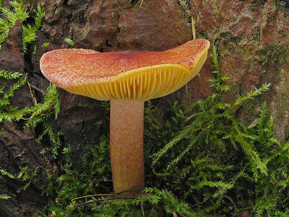 čírovec červenožltý Tricholomopsis rutilans (Schaeff.) Singer