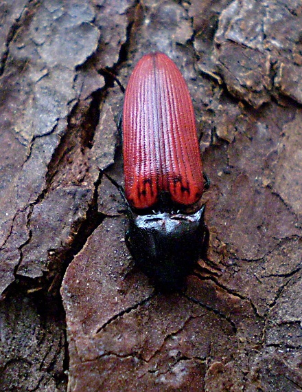 kováčik krvavý Ampedus sanguineus Linnaeus, 1758
