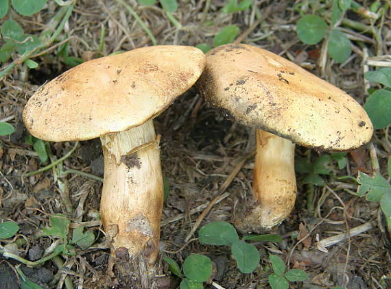 suchohríb marhuľovožltý Rheubarbariboletus armeniacus (Quél.) Vizzini, Simonini & Gelardi