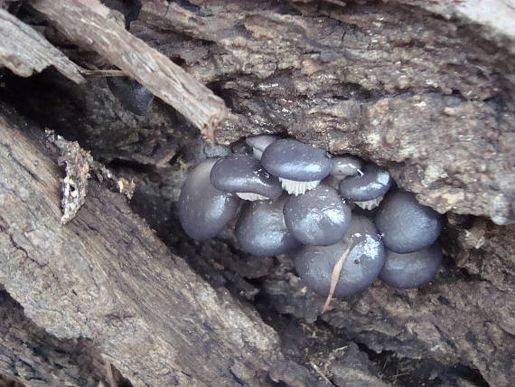 hliva ustricovitá modrastá Pleurotus columbinus Quél.