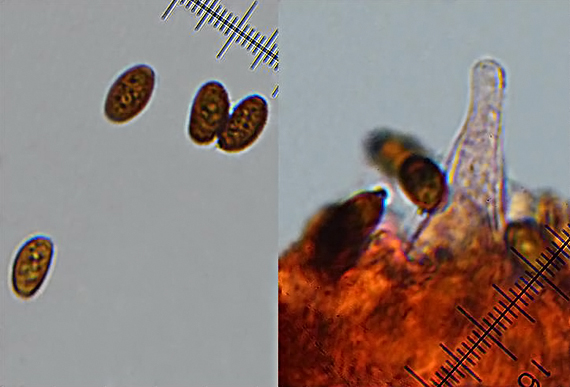 drobuľka bielovločkatá Psathyrella impexa (Romagn.) Bon