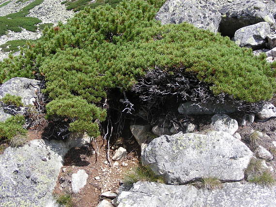 borovica horská Pinus mugo Turra