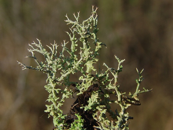 dutohlávka vidlicovitá Cladonia furcata subsp. furcata (Huds.) Schrad.