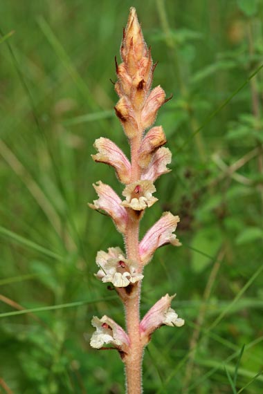 záraza biela Orobanche alba subsp. major (Čelak.) Zázvorka