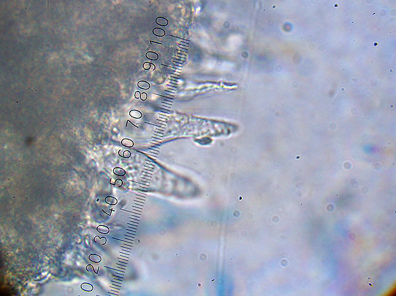prilbička mliečna temná Mycena galopus var. nigra Rea,