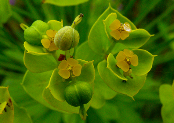 mliečnik (pryšec sivý) Euphorbia seguieriana Neck.