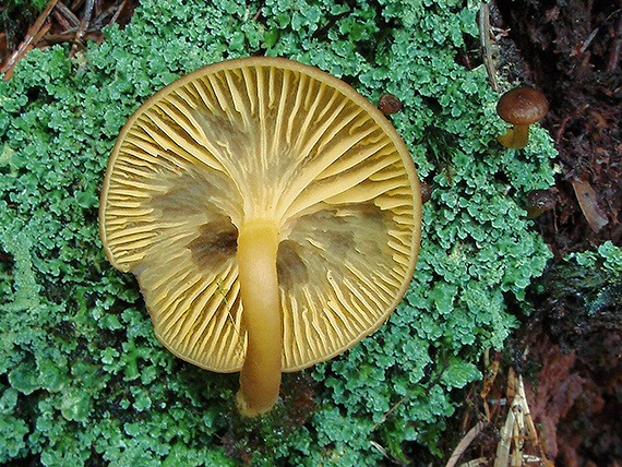 kalichovka zlatolupeňová Chrysomphalina chrysophylla (Fr.) Clémençon