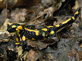 salamandra škvrnitá 