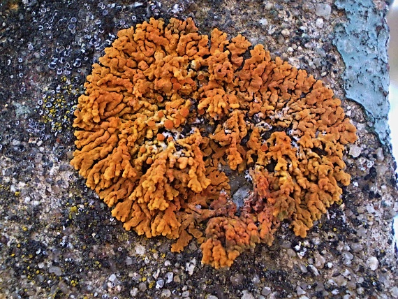 diskovník oranžový  - česky Terčovník pohledný Xanthoria elegans (Link) Th. Fr.