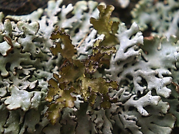 pľuzgierka hnedá   -   Pukléřka nazelenalá Tuckermanopsis chlorophylla (Willd.) Hale
