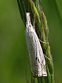trávovec lúčny