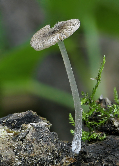 štítovka huňatá Pluteus hispidulus (Fr.) Gillet