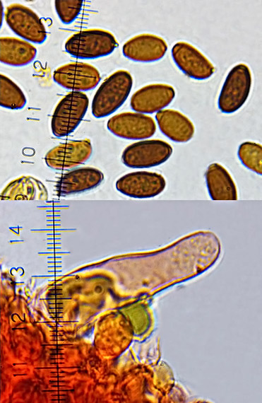 drobuľka tmavohnedá Psathyrella fusca (Schumach.) A. Pearson
